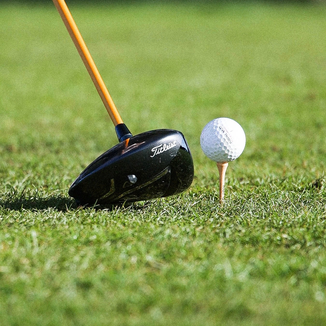 Bamboo golf tees on golf course